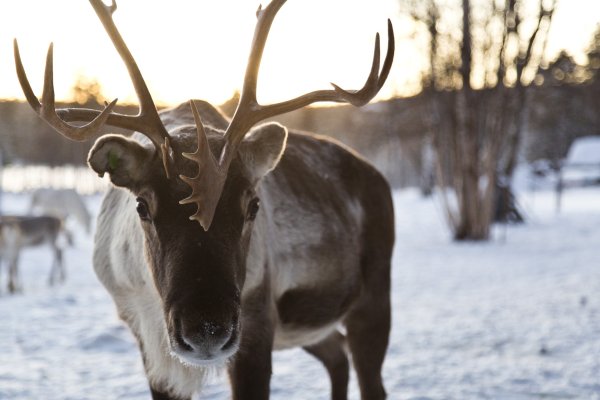 Le renne est l’animal d’honneur de la Laponie | © Nellim / Wilderness Hotels & Safaris