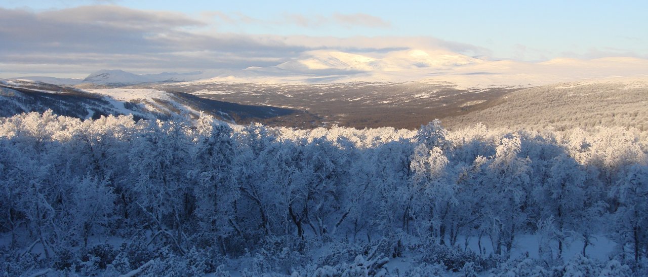 La magie de l'hiver dans les collines suédoises