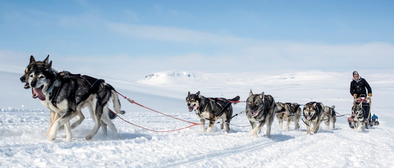 Lappland und Huskies sind eins