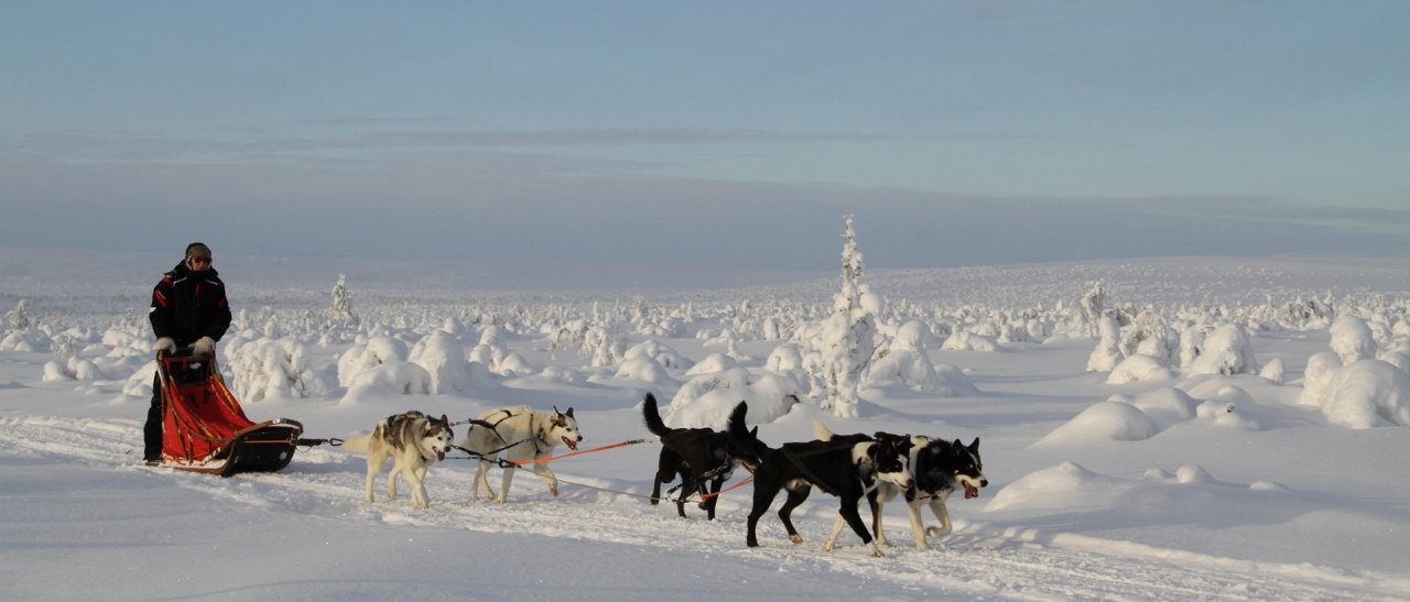 Huskytour durch finnische Traumlandschaft